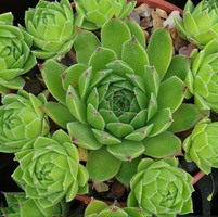 Sempervivum  'Bernstein'